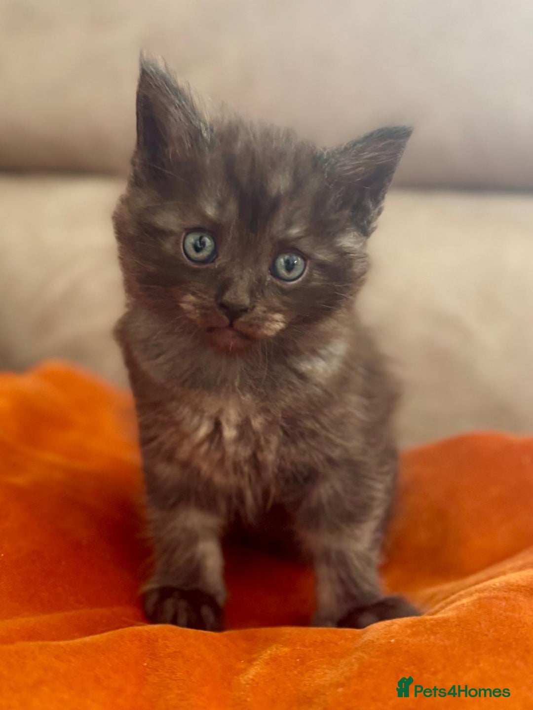 Mixed Breed cats for sale: Maine-coon / Ragdoll Kittens  - Image 9