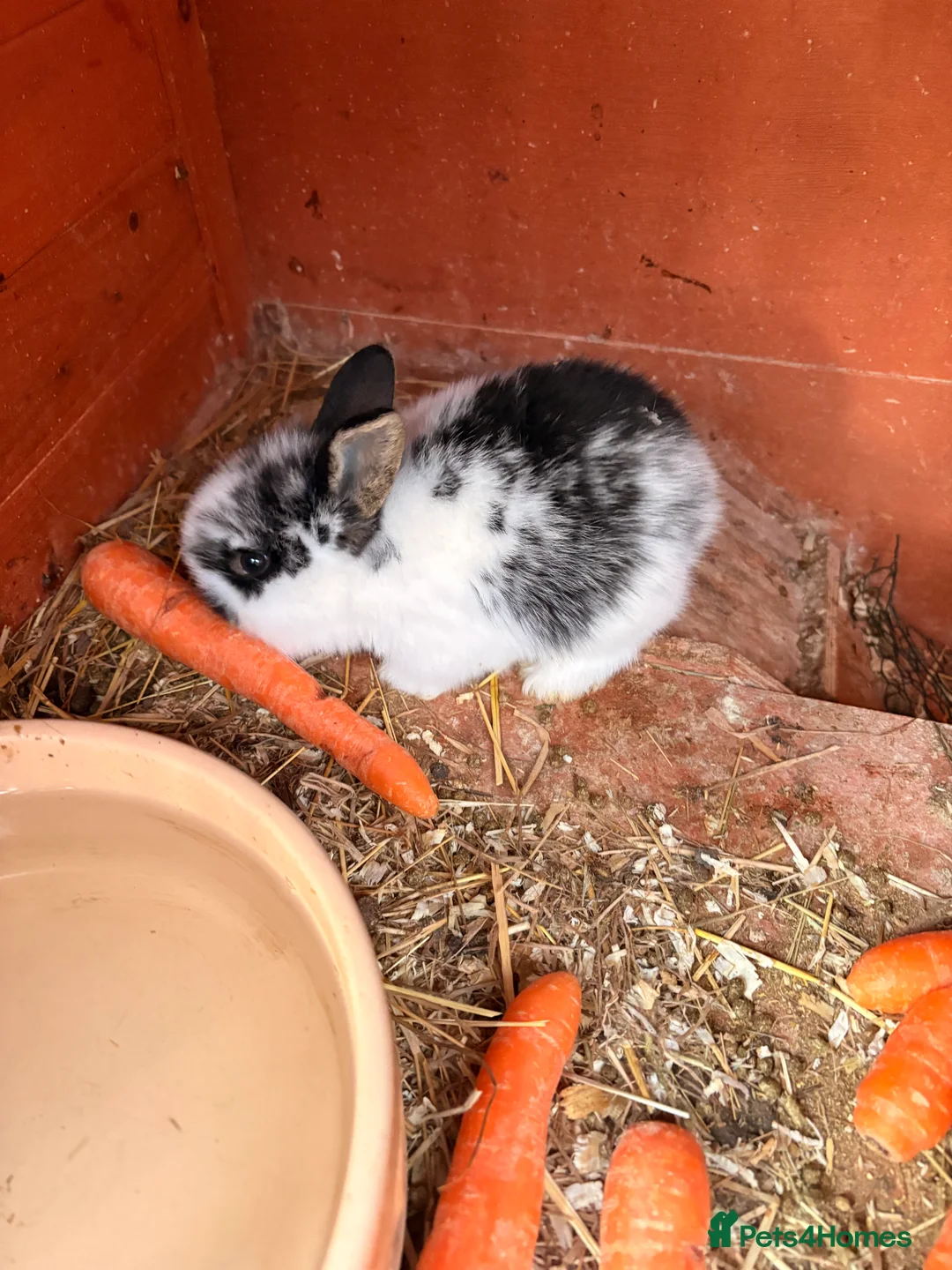 Lionhead rabbits for sale: Baby Rabbits for sale - Advert 4