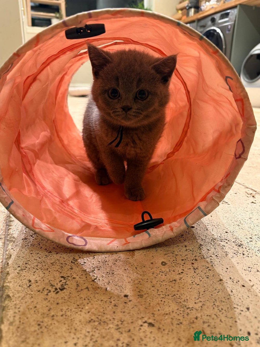 British Shorthair cats for sale: GCCF British Blue Kittens - Ready for  **   **  - Image 12