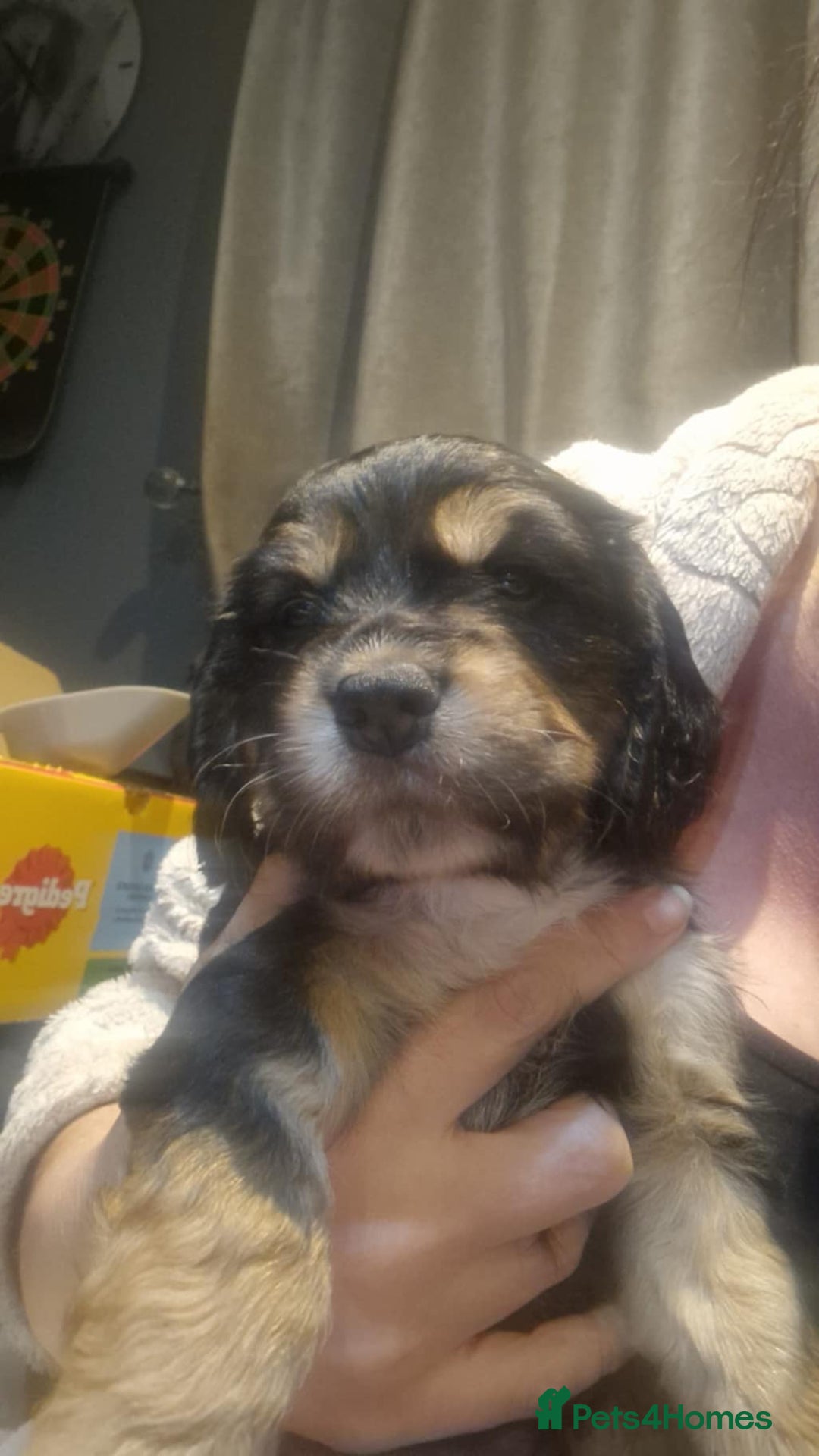 Cocker Spaniel dogs for sale: Stunning kc working cocker spaniels - Image 25