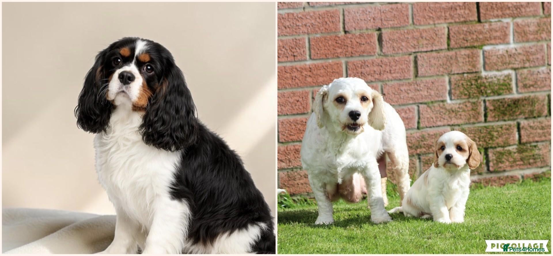 Cavachon dogs Beautiful Cavachon puppies for sale - Advert 2