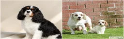 Cavachon dogs for sale: Beautiful Cavachon puppies for sale - Advert 2