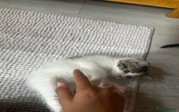 Mixed Breed cats for sale: Kittens for sale  - Image 11