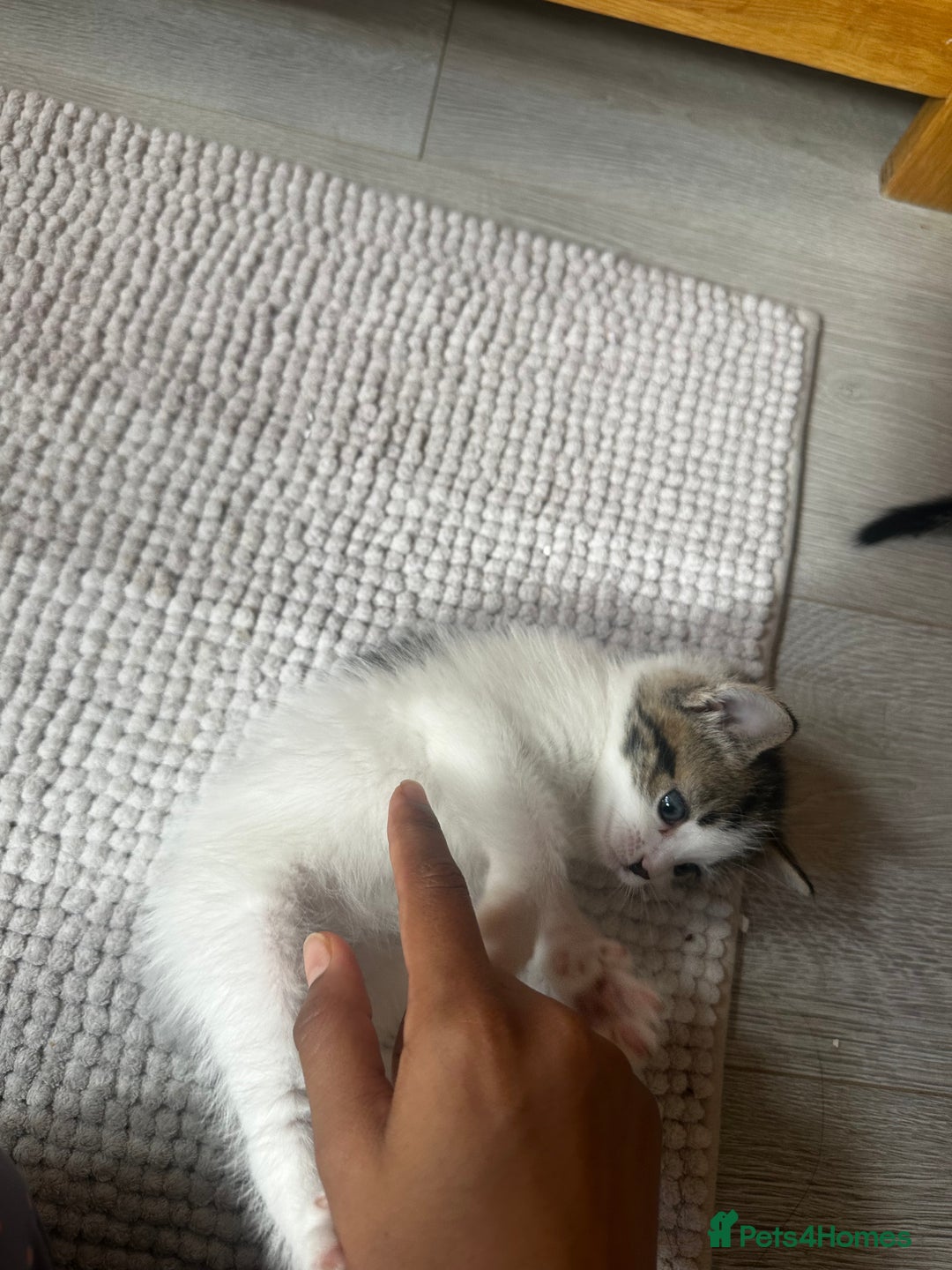 Mixed Breed cats for sale: Kittens for sale  - Image 11