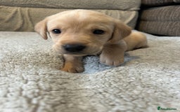 Labrador Retriever dogs for sale: Labrador puppies  - Image 37