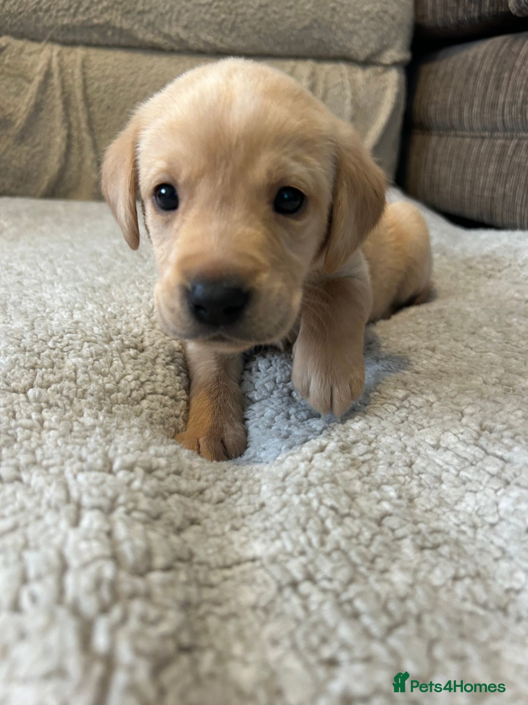 Labrador Retriever dogs for sale: Labrador puppies  - Image 37