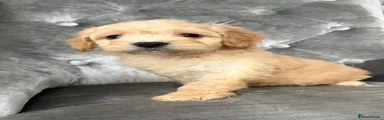 Cockapoo 3
