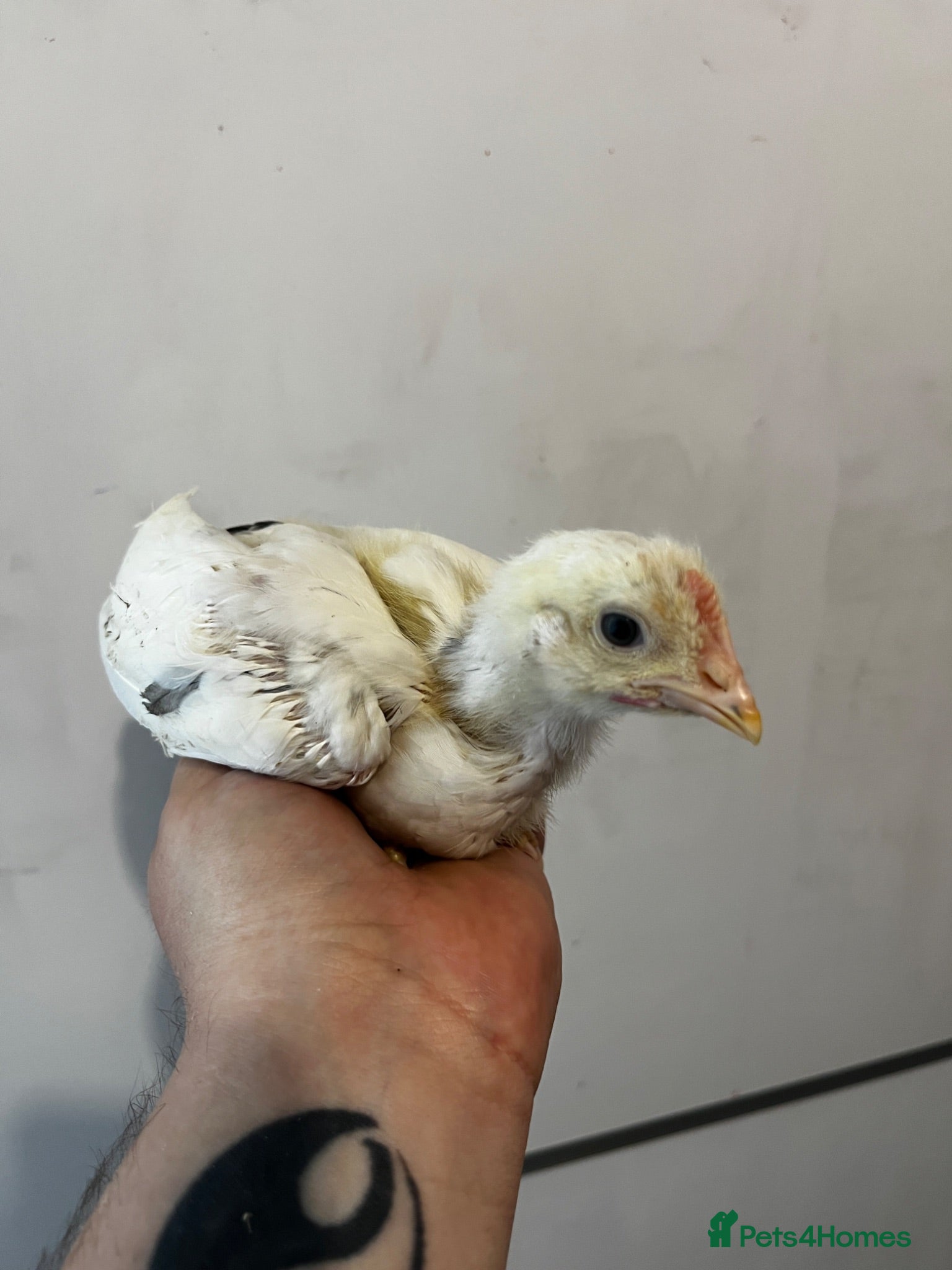 Chickens poultry 7 Light Sussex Chicks for Sale – 5 Weeks Old - Advert 1