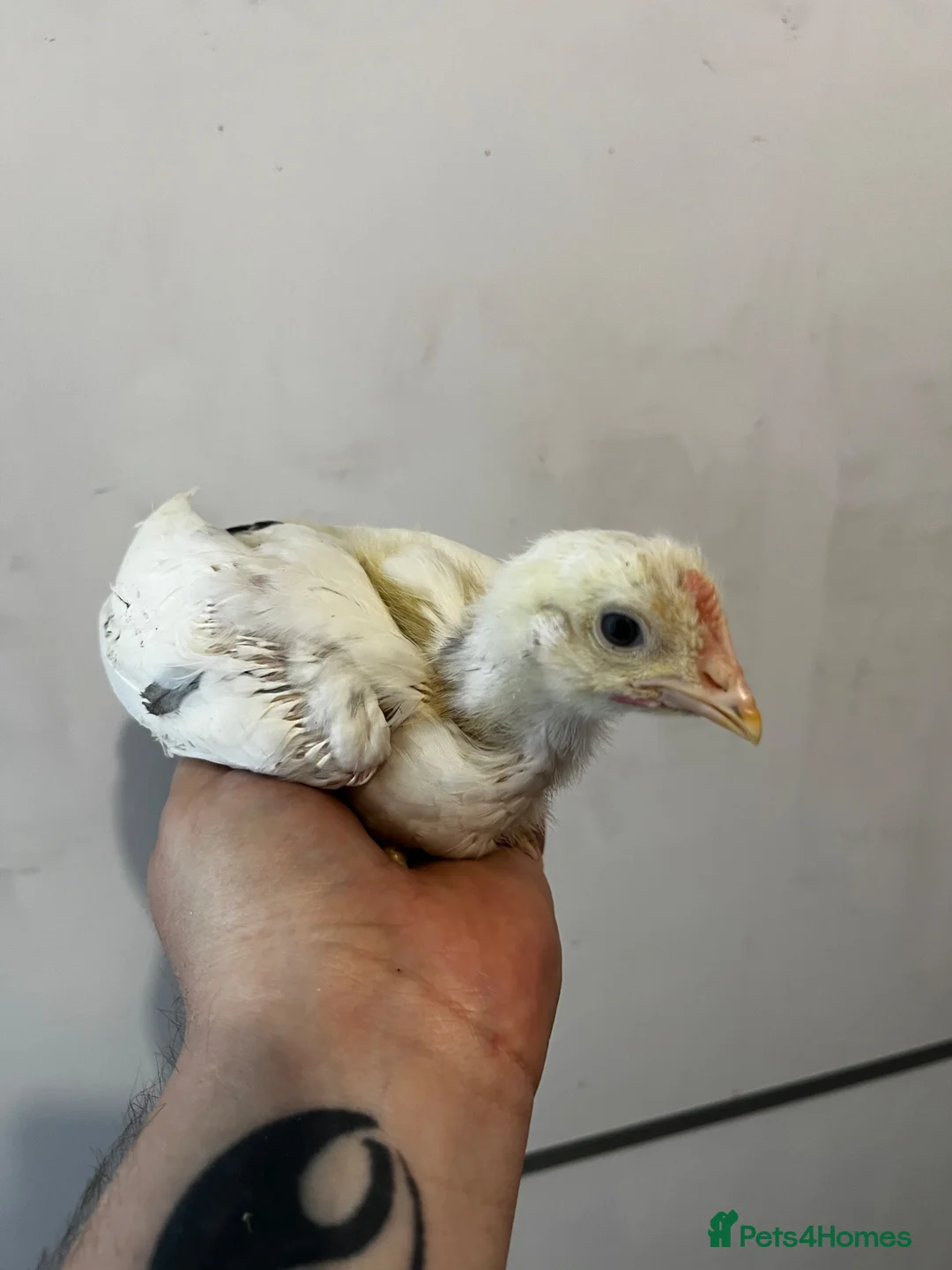 Chickens poultry for sale: 7 Light Sussex Chicks for Sale – 5 Weeks Old in Aberdare - Advert 1