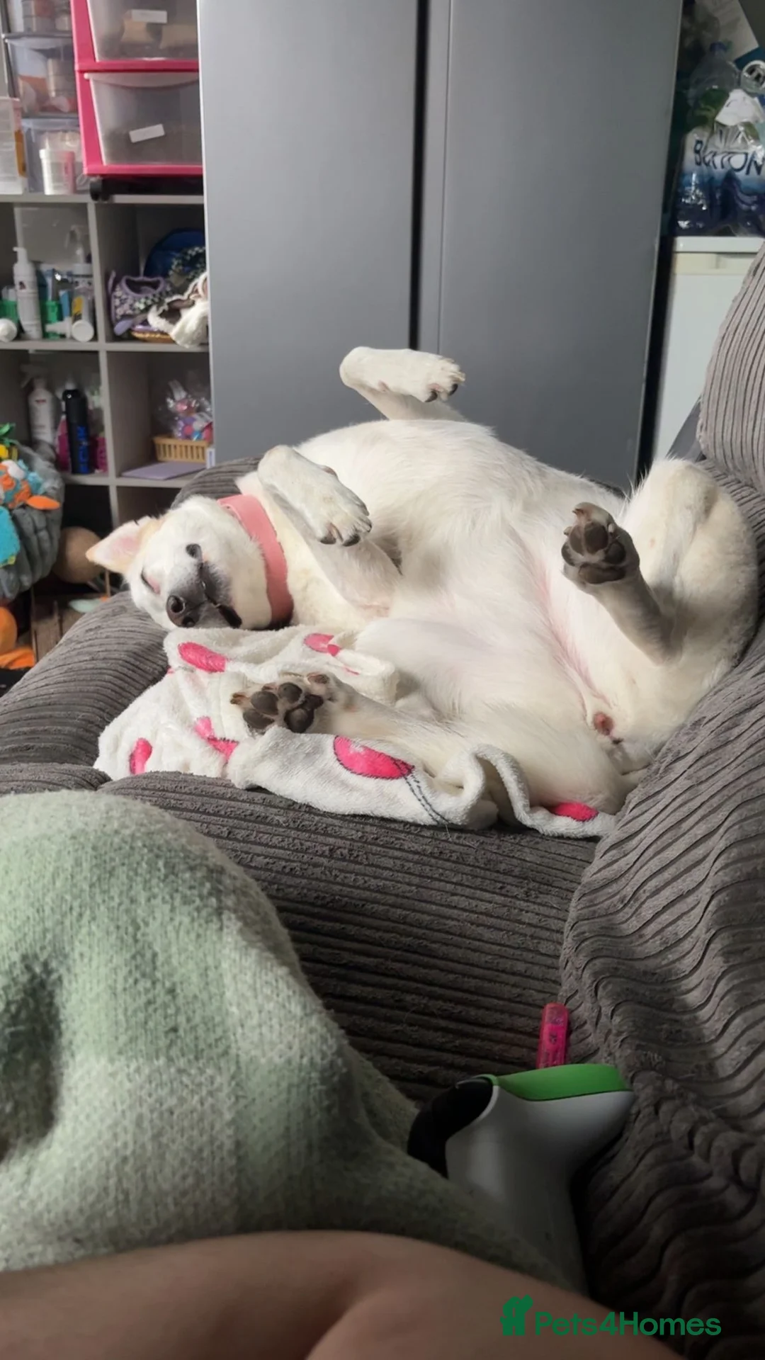 Borador dogs for sale: Lab x collie for rehome  - Advert 2