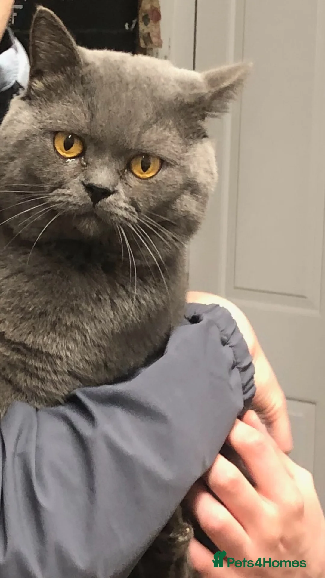 British Shorthair cats for sale: Blue British shorthair male - Advert 3