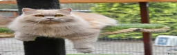 British Shorthair cats for sale: Stunning Cream British Shorthair girl - Advert 8