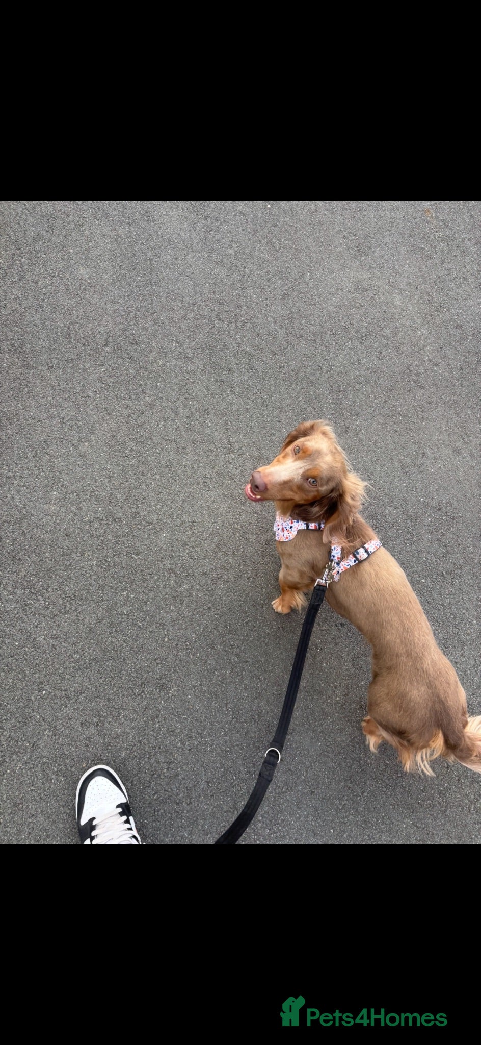 Dachshund dogs 3yr old Daschund for sale  - Advert 1