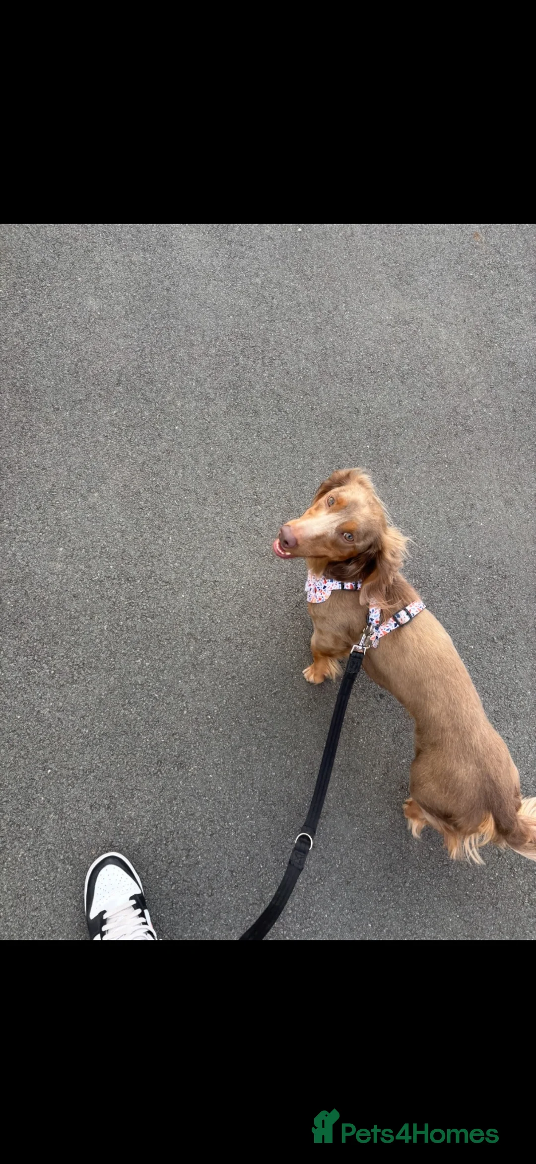 Dachshund dogs for adoption: 3yr old Daschund for sale  - Advert 1