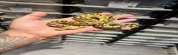 Python Snake reptiles for sale: Clown, hypo, hets, various morphs available  - Advert 6