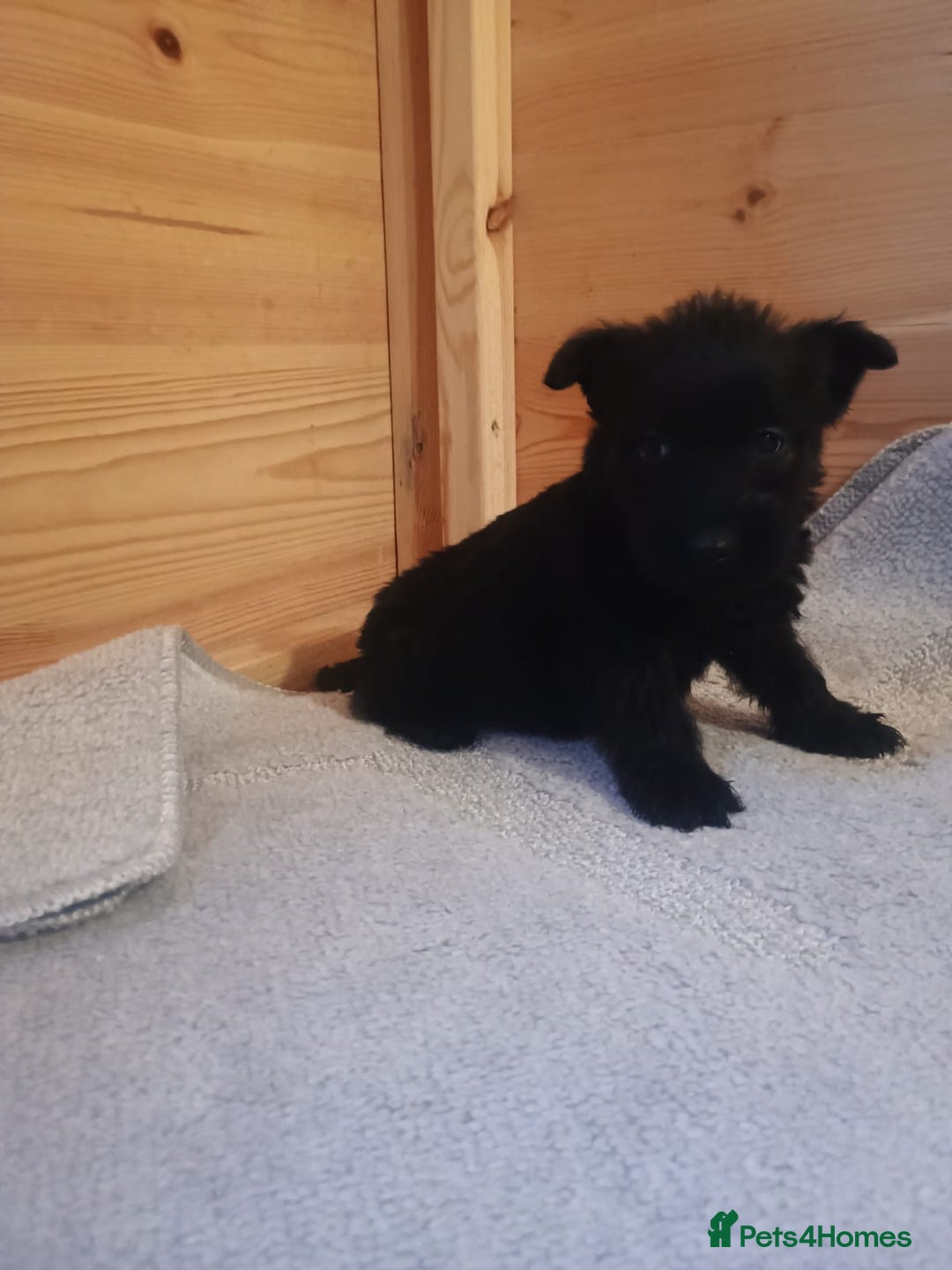 Mixed Breed dogs for sale: Scottish terrier x miniature schnauzer  - Advert 6