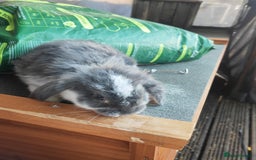 Mini Lop rabbits for sale: Mini lop - Image 1