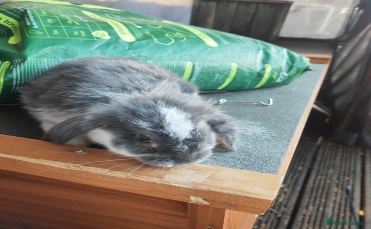 Mini Lop rabbits - Advert 1