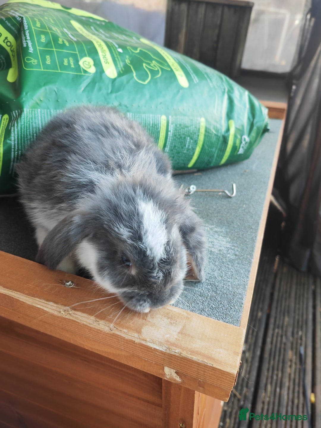 Mini Lop rabbits for sale: Mini lop - Image 1
