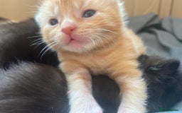 Bengal cats for sale: Kittens for sale  - Image 16