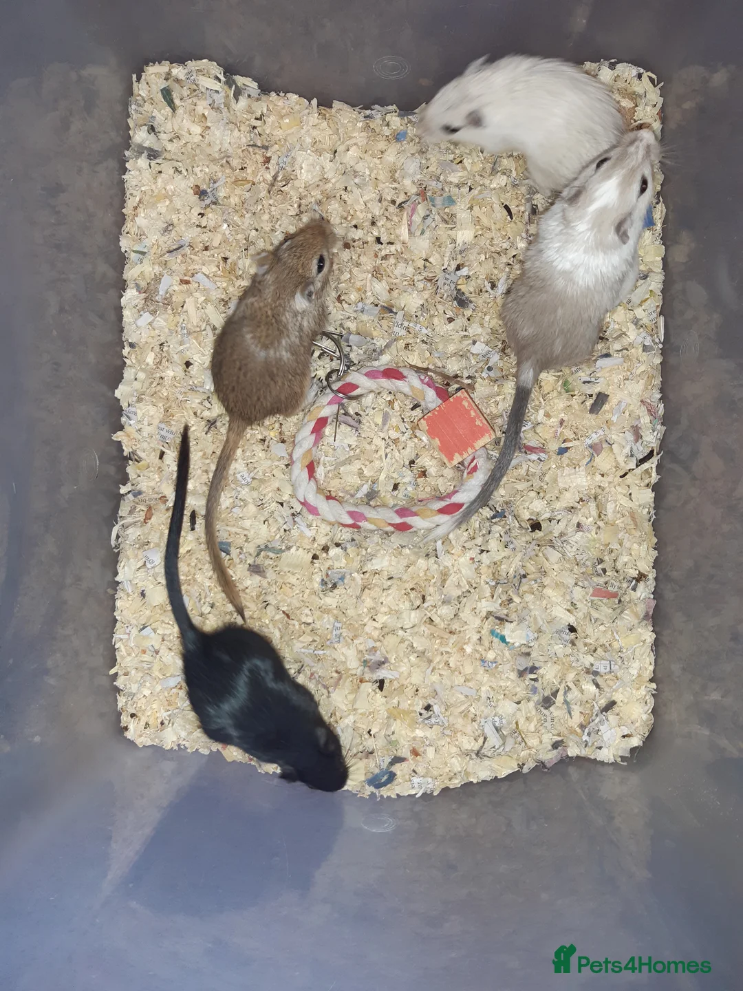 Gerbil rodents for sale: Super friendly gerbils from hobby breeder  - Advert 11