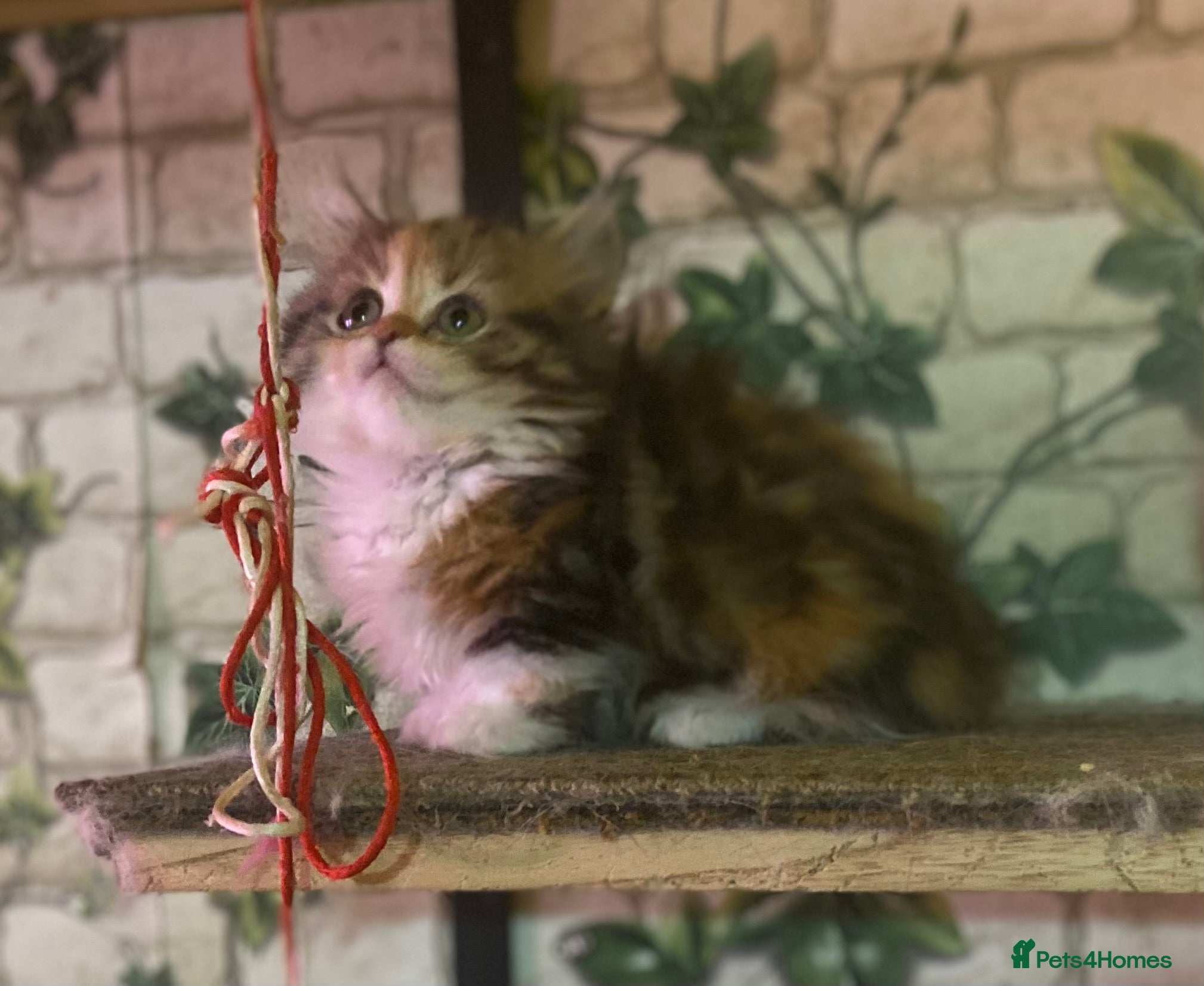 Munchkin cats Full Pedigree Munchkin Kittens - Advert 6