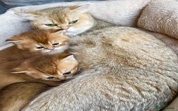 British Shorthair cats for sale: GCCF reg Golden BSH kittens - Advert 6