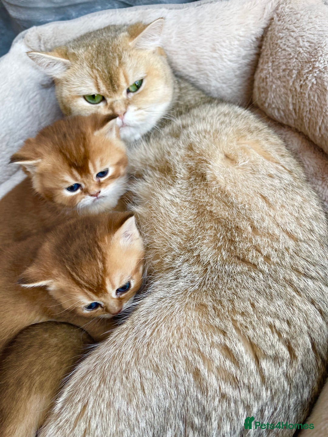 British Shorthair cats for sale: GCCF reg Golden BSH kittens - Advert 6