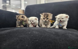 British Shorthair cats for sale: BSH kittens for sale ( 1 Male left ) - Image 19