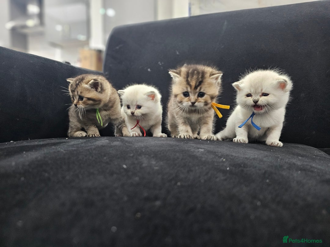 British Shorthair cats for sale: BSH kittens for sale ( 1 Male left ) - Image 19
