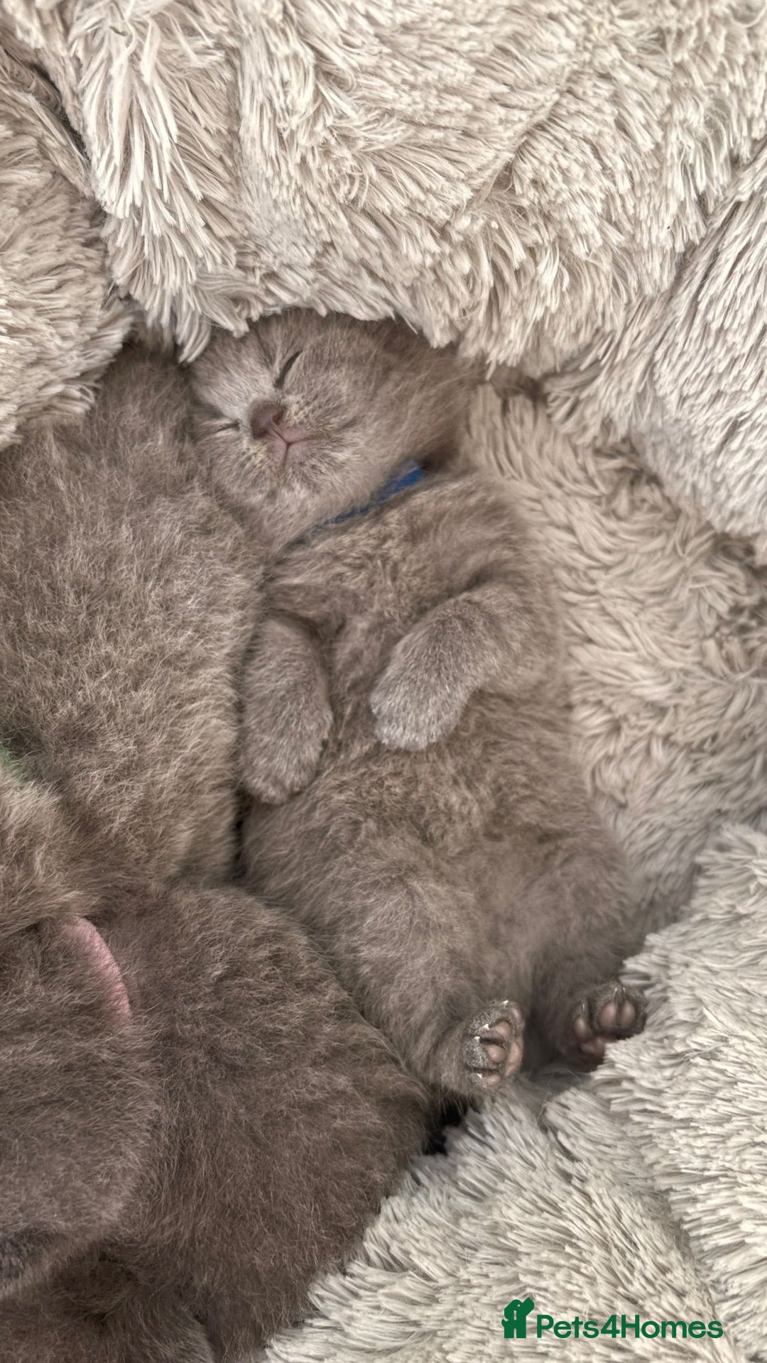British Shorthair cats for sale: British Shorthair Kittens  - Image 4