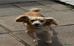 Cocker Spaniel dogs for sale: Cocker spaniel - Image 1