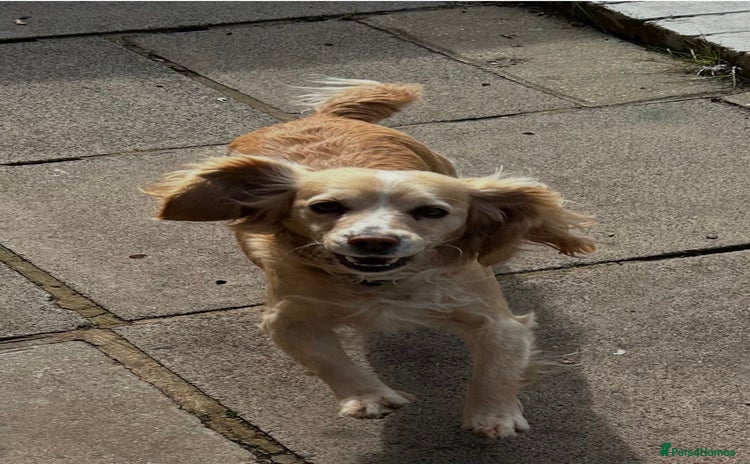 Cocker Spaniel dogs - Advert 11