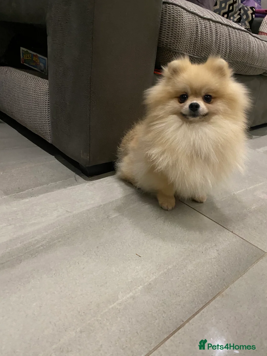 Pomeranian dogs for sale: STUNNING ADULT POM BITCH  - Advert 3