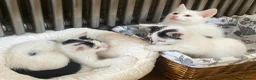 Turkish Van cats for sale: Gorgeous Turkish Van Kittens in Potters Bar - Advert 16