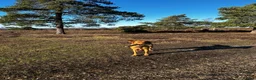 Labrador Retriever dogs for stud: Stunning KC Registred Fox Red Labrador Stud dog - Advert 7
