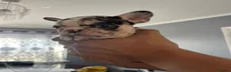 French Bulldog dogs for sale: French bulldog  - Advert 4
