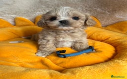 Maltipoo dogs for sale: Stunning Malticavapoo puppies NORTH STAFFORDSHIRE - Image 13