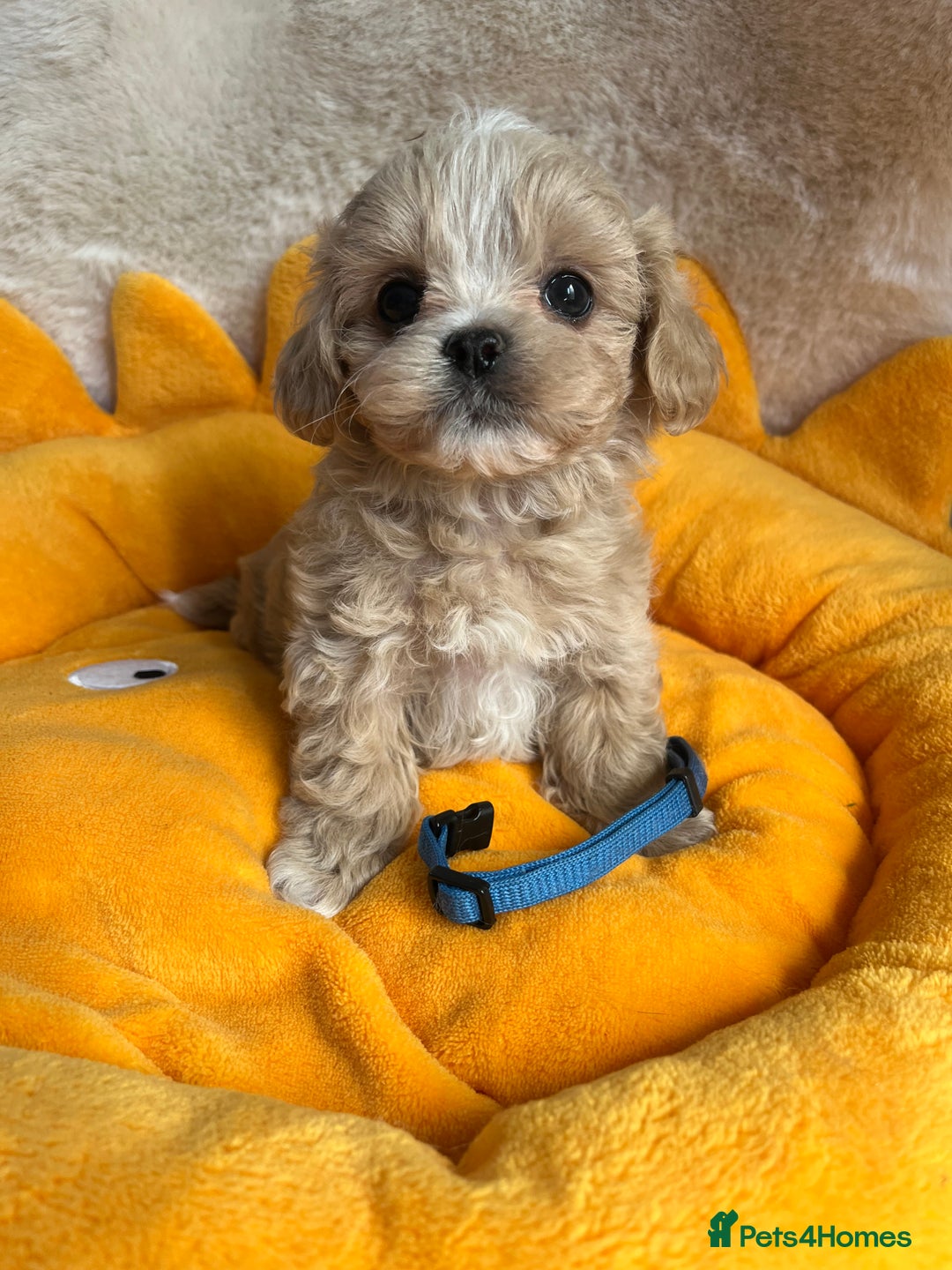 Maltipoo dogs for sale: Stunning Malticavapoo puppies NORTH STAFFORDSHIRE - Image 13