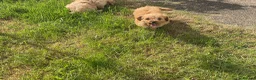 Cavapoo dogs for sale: Absolutely gorgeous Cavapoo puppies  in Umberleigh - Advert 16