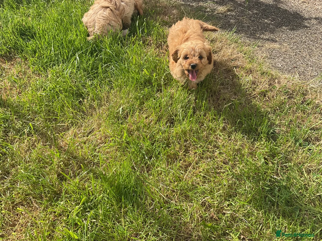 Cavapoo dogs for sale: Absolutely gorgeous Cavapoo puppies  in Umberleigh - Advert 16