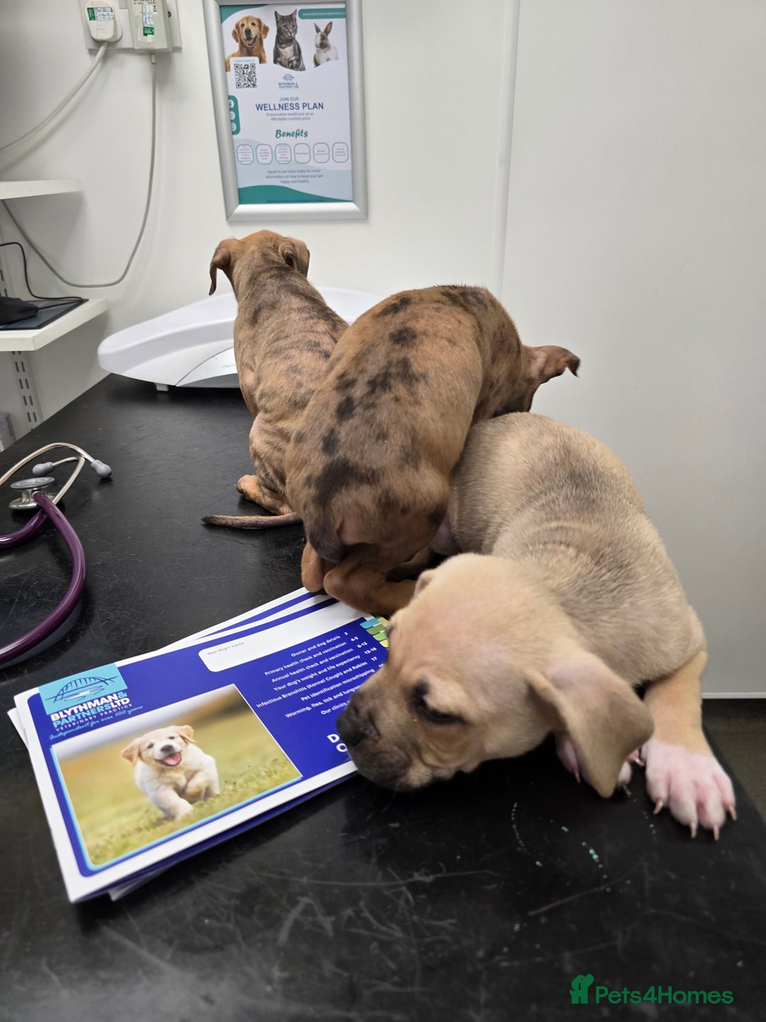 Mixed Breed dogs for sale: 💎 Stunning Brindle Bully Pups – Rare, Ready Now! - Image 13