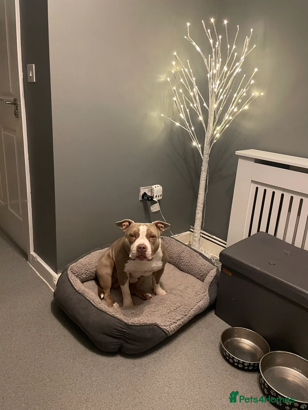 American Bully dogs for sale: Pocket bully  - Advert 1