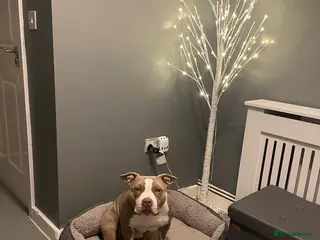 American Bully dogs Pocket bully - Advert 1