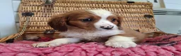 Cavalier King Charles Spaniel dogs for sale: Cavalier king charles pups - Advert 11