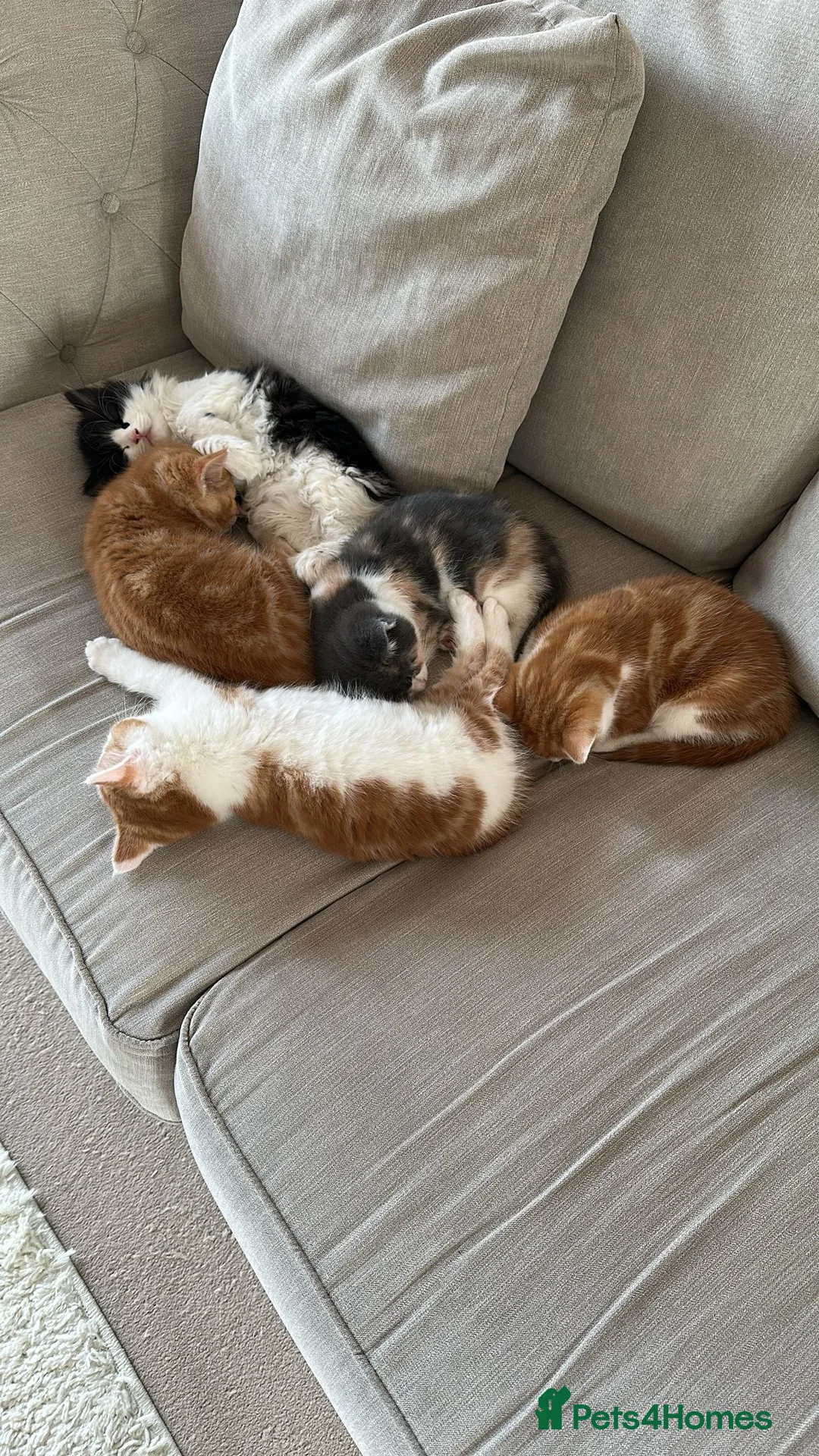 British Shorthair cats for sale: British Shorthair Kittens - Available Now  - Advert 3