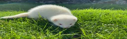 Ferret rodents for sale: Ferret for sale  - Advert 3