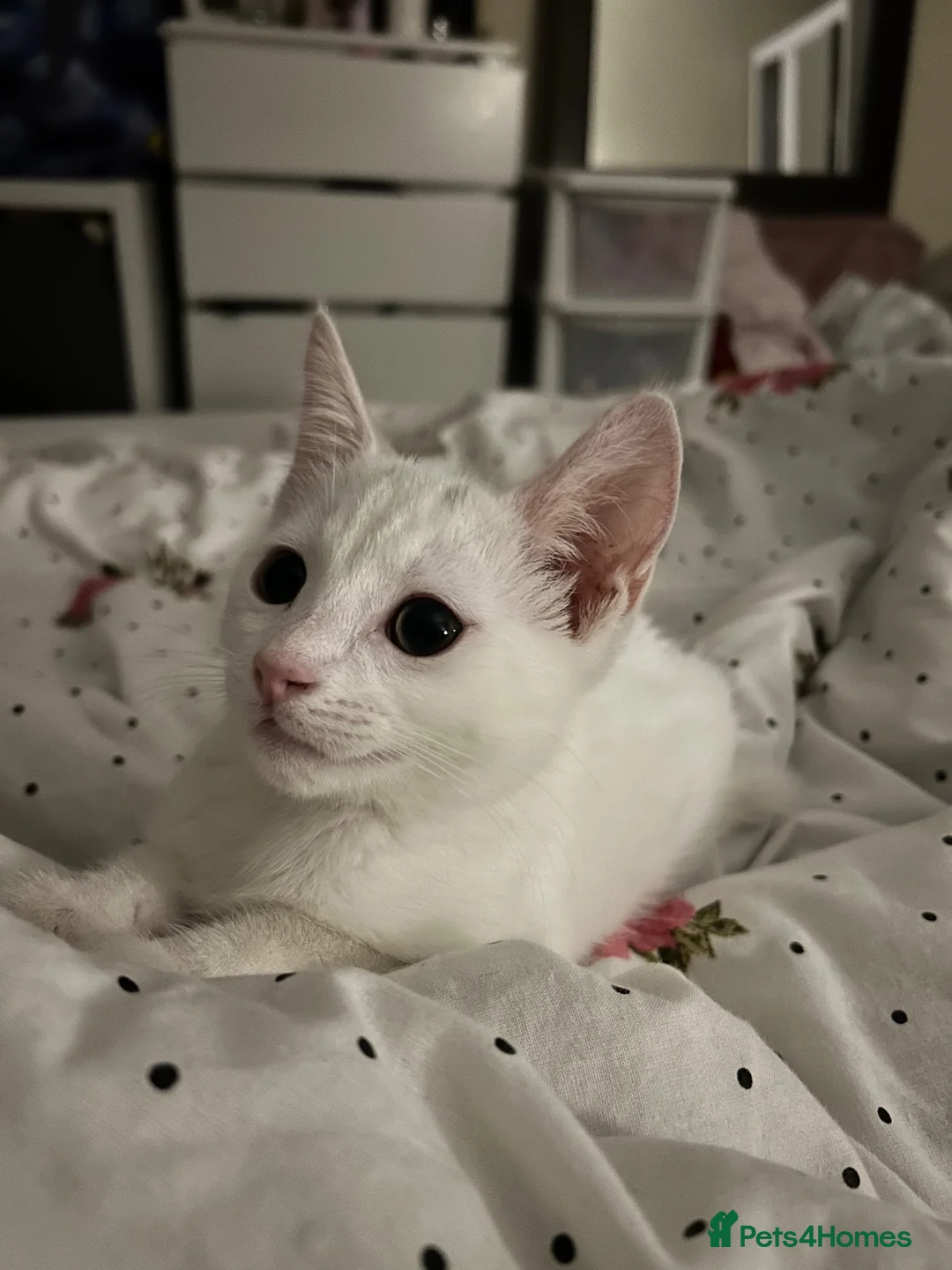 European cats for sale: 4 month old male kitten in Bristol - Advert 3