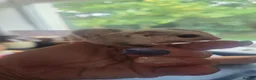 Sugar Glider rodents for sale: Sugar glider twins - Advert 2