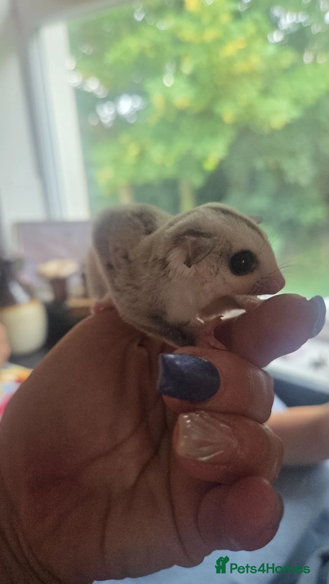 Sugar Glider rodents for sale: Sugar glider twins - Advert 2